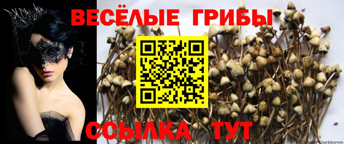 Тында  Псилоцибиновые грибы Psilocybine cubensis  Вход с VPN 
