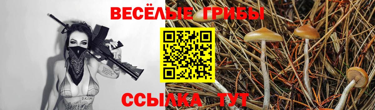 Псилоцибиновые грибы Cubensis  закладки  Тында 